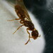 Lasius plumopilosus - Photo (c) Cold Blooded Creaturae, algunos derechos reservados (CC BY-NC), subido por Cold Blooded Creaturae