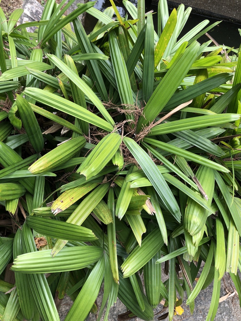 Rhapis gracilis (Rhapis gracilis)