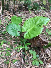 Alocasia macrorrhizos