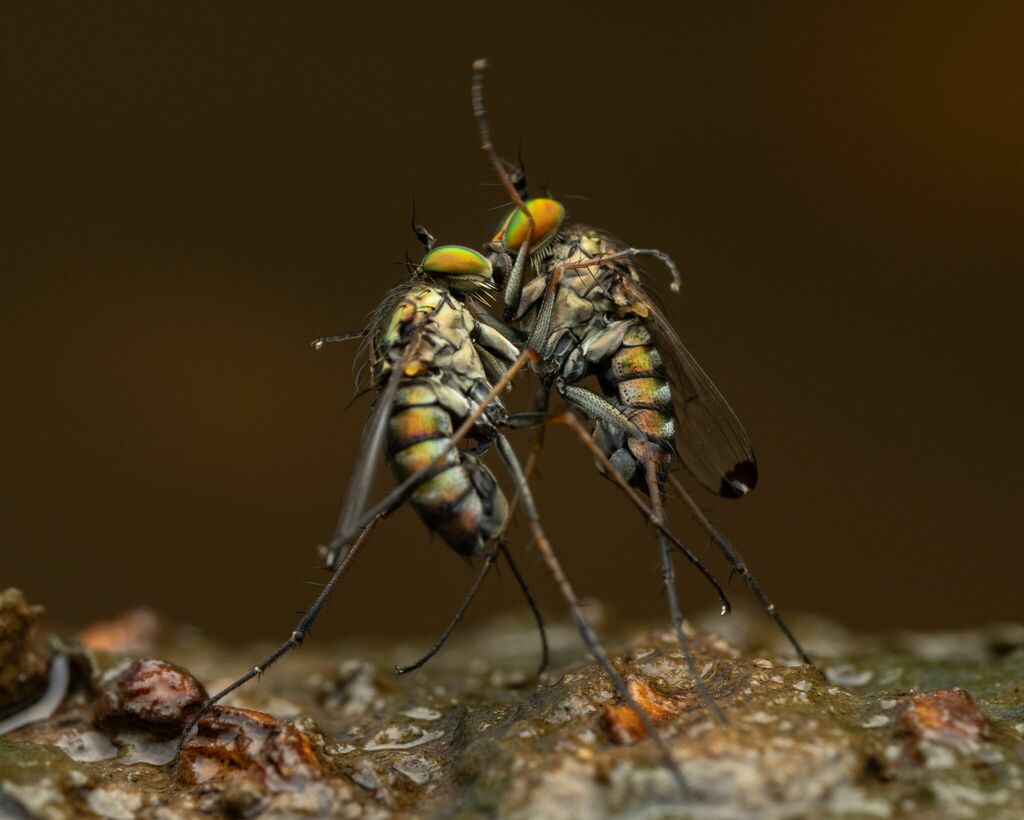 Tachytrechini
