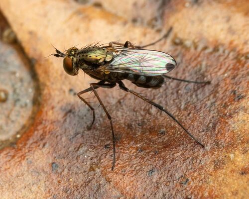 Tachytrechus rotundipennis
