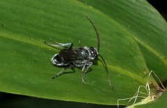 Trirogma caerulea