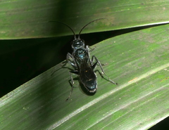 Trirogma caerulea