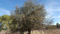 Condalia velutina