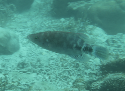 Oxycheilinus celebicus observed 2023-09-09