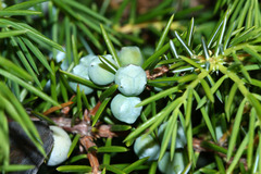 Juniperus rigida