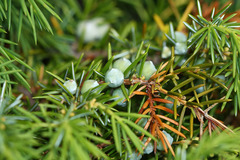 Juniperus rigida