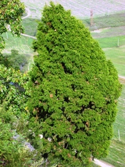 Juniperus rigida