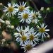 Wood Asters - Photo (c) David Hofmann, some rights reserved (CC BY-NC-ND)