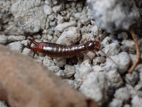 iNaturalist observation photo of Ring-legged Earwig