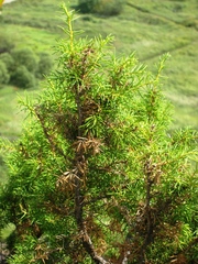 Juniperus rigida