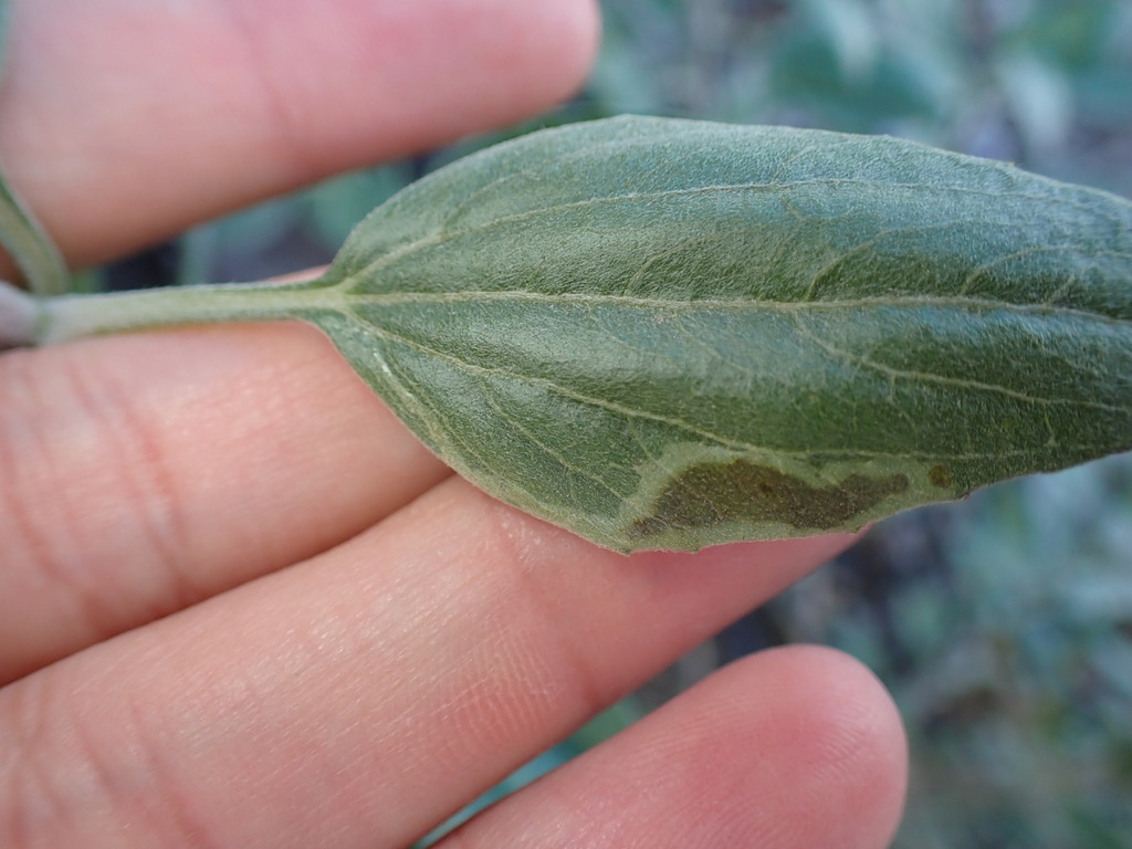 Calycomyza enceliae