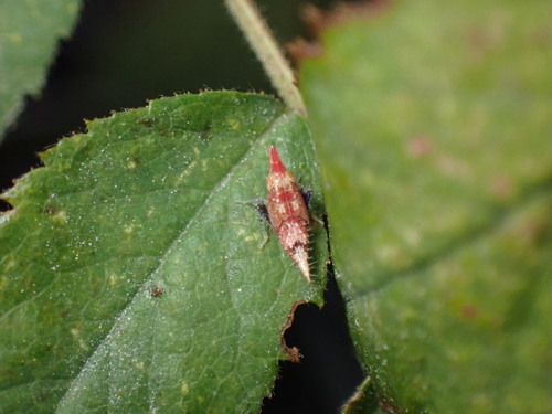 iNaturalist observation photo of Scaphytopius