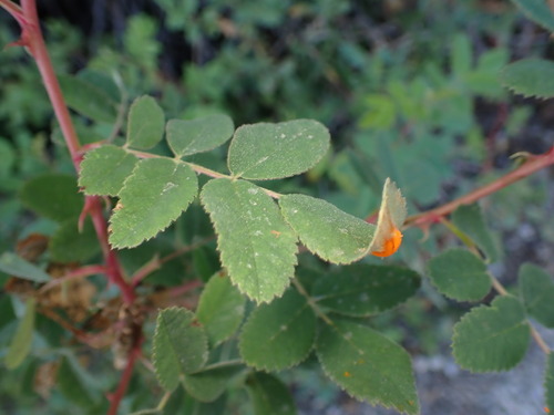 iNaturalist observation photo of Phragmidiaceae