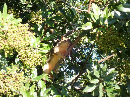 iNaturalist observation photo of Eastern Fox Squirrel