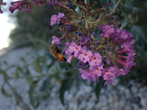 iNaturalist observation photo of Haag's Bromeliad Fly
