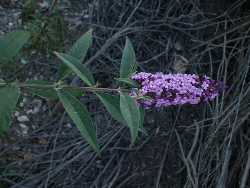 iNaturalist observation photo of Butterfly bush