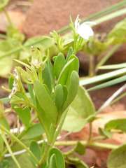 Justicia anagalloides