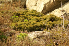 Juniperus rigida