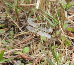 Celithemis ornata