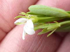 Justicia anagalloides