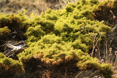 Juniperus rigida