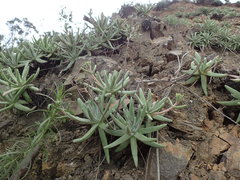 Dudleya virens hassei