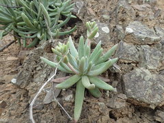 Dudleya virens hassei