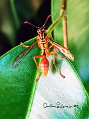 Mischocyttarus mexicanus