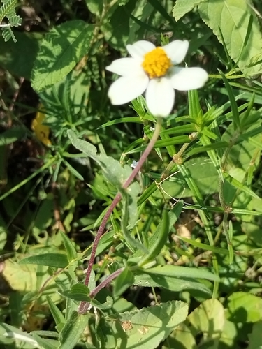 Narrowleaf zinnia (Zinnia angustifolia)