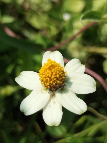 Image of Zinnia angustifolia by no rights reserved
