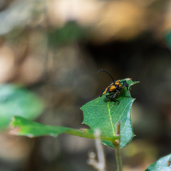 Calopteron discrepans