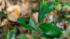 Calopteron discrepans