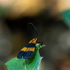 Calopteron discrepans