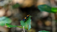 Calopteron discrepans