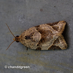 Neocalyptis affinisana