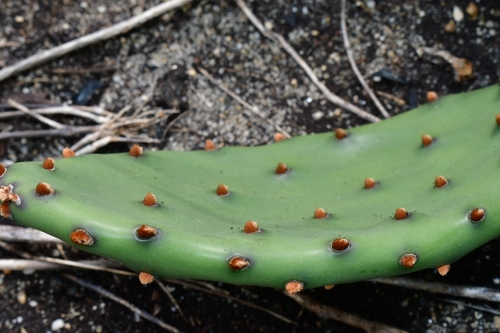 Opuntia humifusa iNat (1)