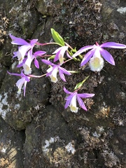 Pleione formosana