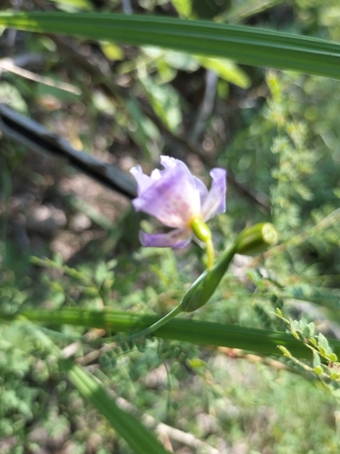 Alophia intermedia (Alophia intermedia)