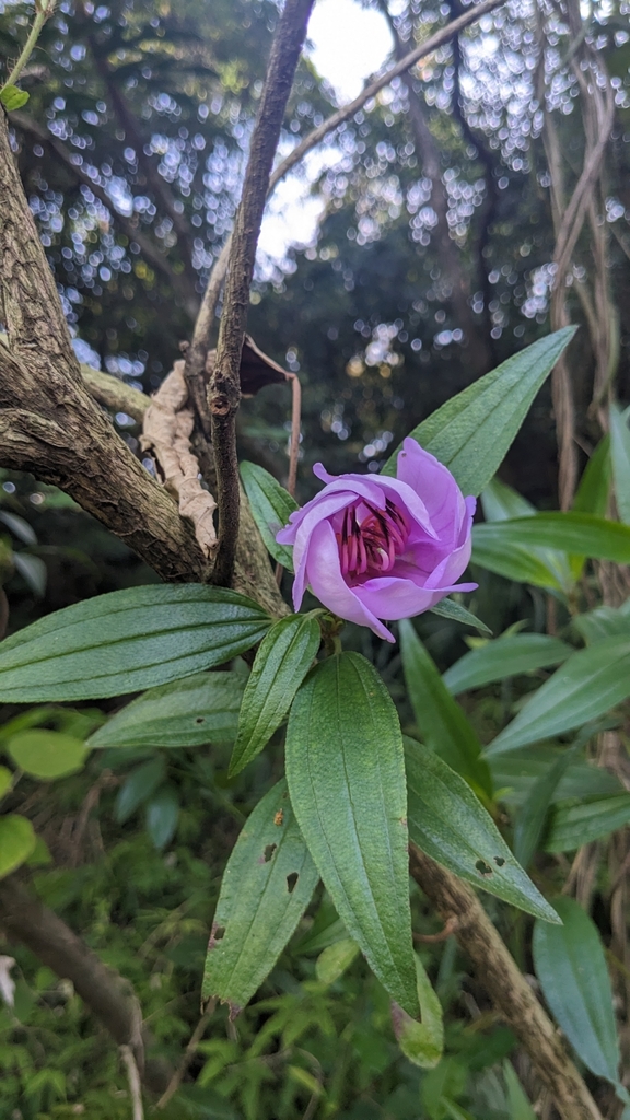 Mua bà – Melastoma sanguineum