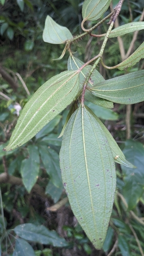 Image of Melastoma sanguineum by (c) Cheng-Te Hsu, some rights reserved (CC BY)
