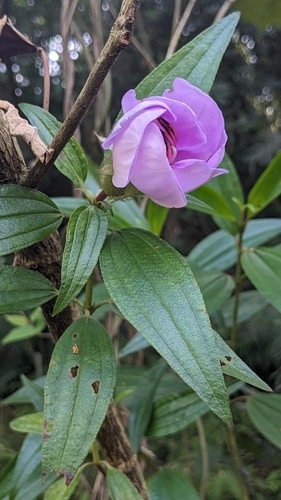 Image of Melastoma sanguineum by (c) Cheng-Te Hsu, some rights reserved (CC BY)