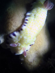 Goniobranchus aureopurpureus