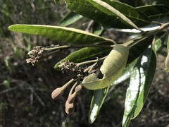 Colicodendron scabridum