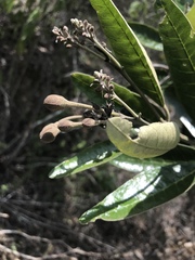 Colicodendron scabridum