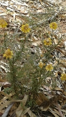 Xerochrysum viscosum