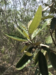 Colicodendron scabridum