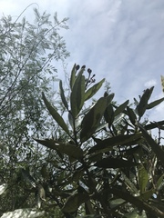 Colicodendron scabridum