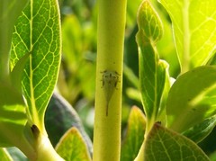 Acanthuchus trispinifer