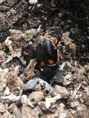 Oryctomorphus bimaculatus